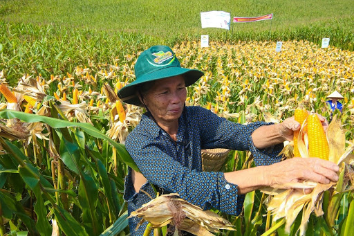 Phát triển nguyên liệu thức ăn chăn nuôi tránh “ăn đong” - Ảnh 2.