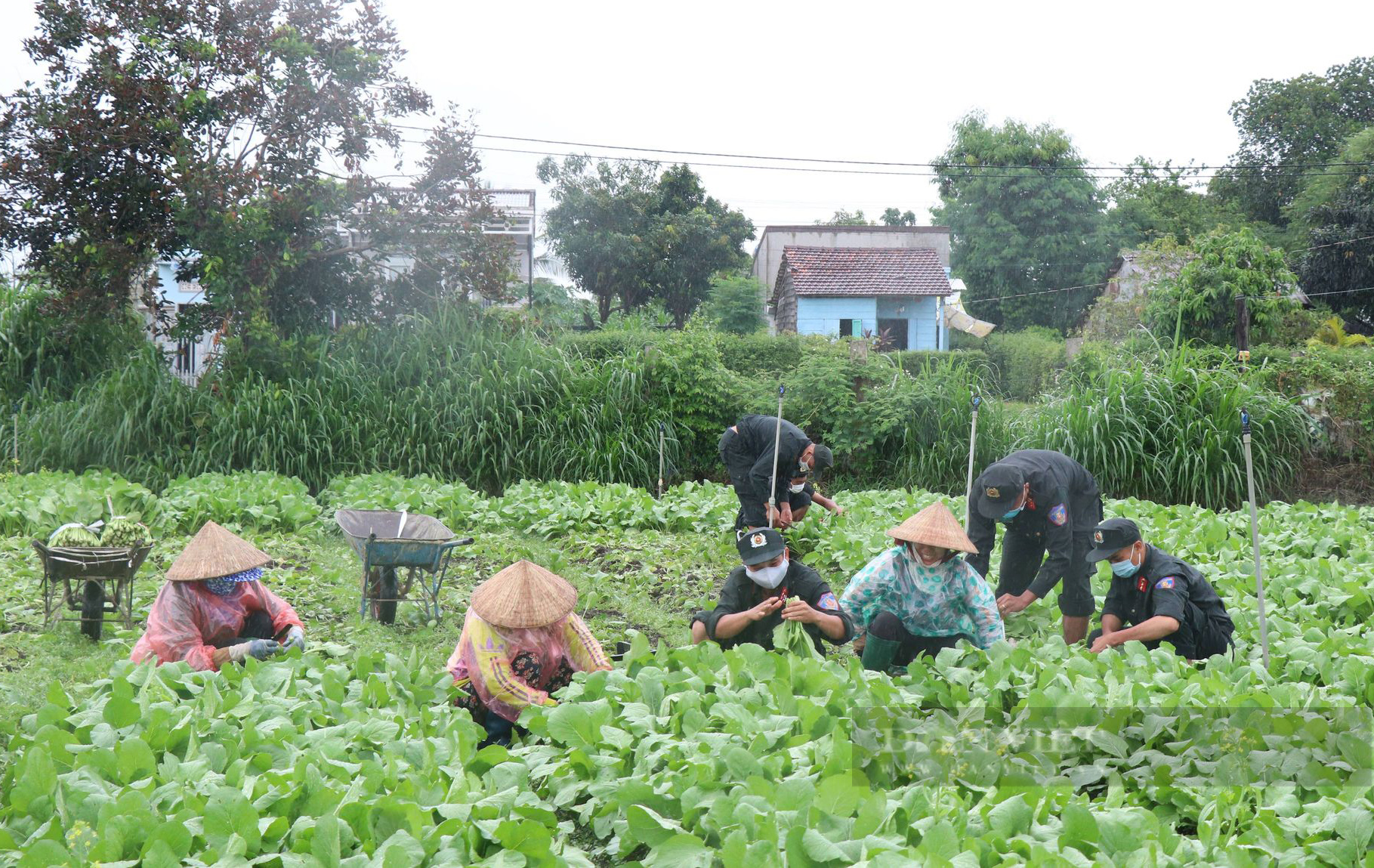 Đắk Lắk: Dân, quân đội mưa thu hoạch rau gửi về vùng dịch - Ảnh 1.