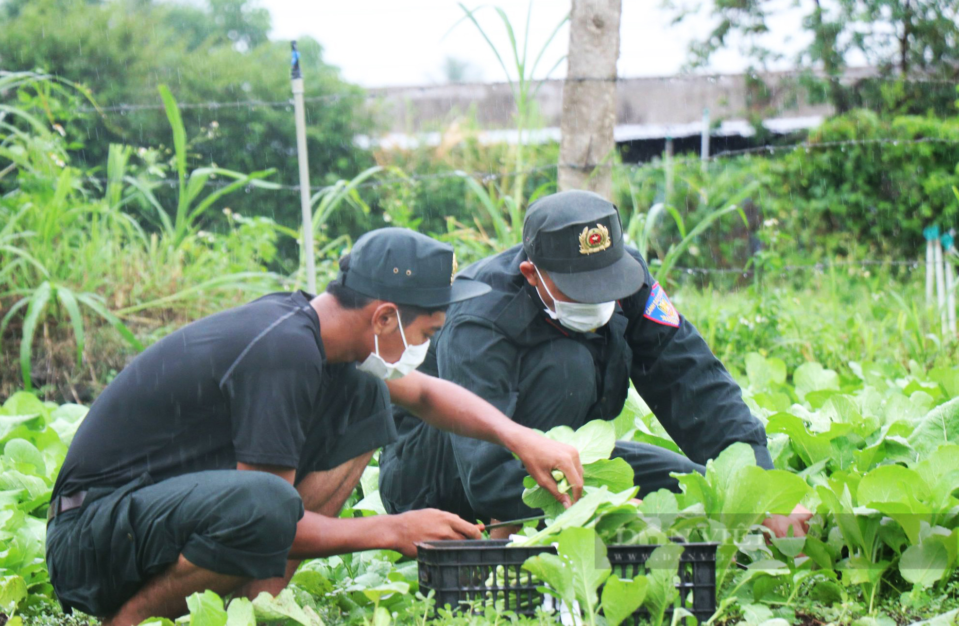 Đắk Lắk: Dân, quân đội mưa thu hoạch rau gửi về vùng dịch - Ảnh 2.