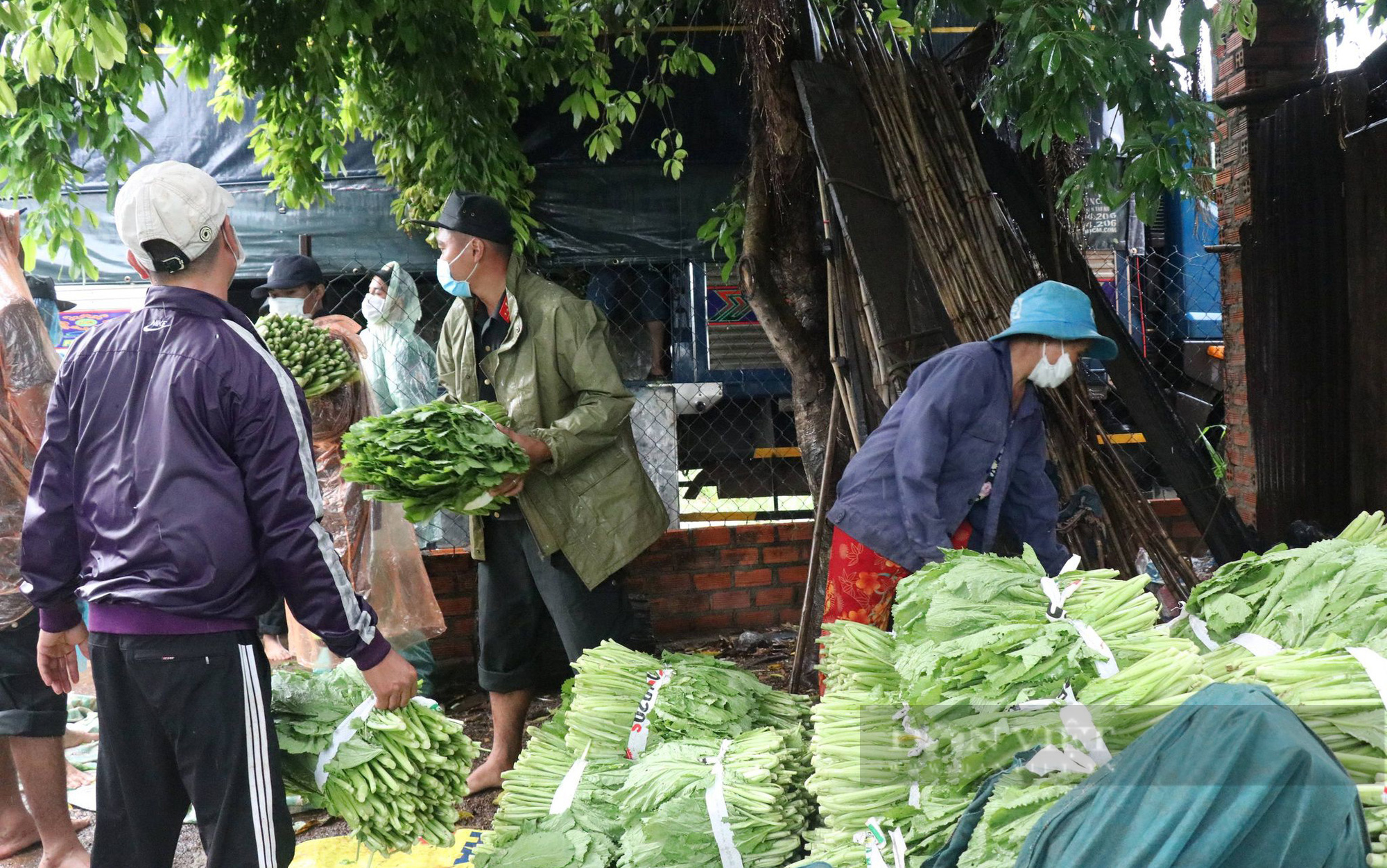 Đắk Lắk: Dân, quân đội mưa thu hoạch rau gửi về vùng dịch - Ảnh 6.
