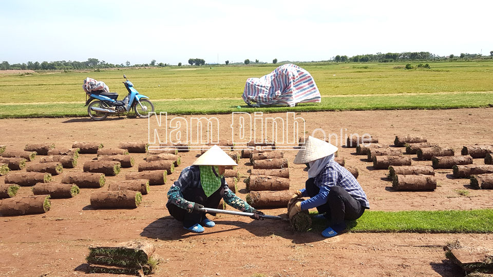 Nam Định: Ở nơi này nông dân trồng cỏ xúc bán cả cuộn là nghề &quot;một vốn bốn lời&quot; - Ảnh 1.