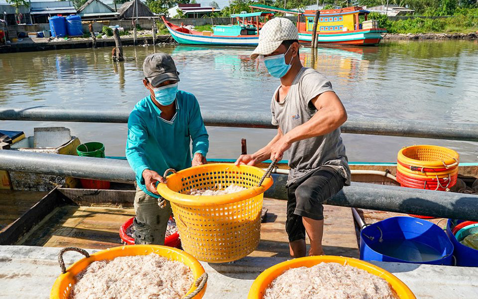 Con ruốc còn có tên là gì mà khi sóng biển lặng yên dân Cà Mau ra vớt trúng đậm ví như vớt "lộc trời?