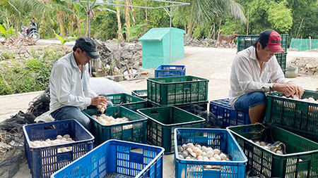 Vì sao dịch Covid-19 có xu hướng lan ra miền Tây mà giá trứng vịt ở tỉnh Hậu Giang lại đột ngột tăng gấp đôi? - Ảnh 1.