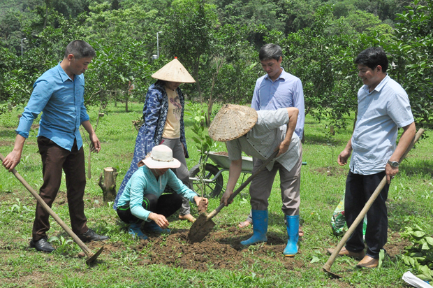 Khôi phục vị thế cho cây cam Hà Giang - Ảnh 1.