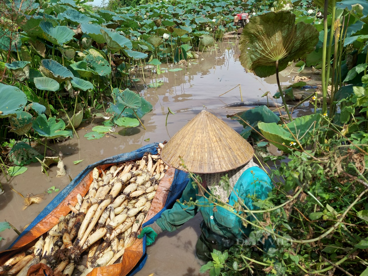 Hải Phòng: Nông dân trồng thứ cây tốt bời bời, bán được tất cả từ lá đến củ - Ảnh 2.