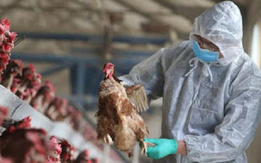 Hòa Bình: Tiêu hủy đàn gà hơn 5.000 con mà không xác định được nguồn lây dịch cúm gia cầm A/H5N8 ở đâu