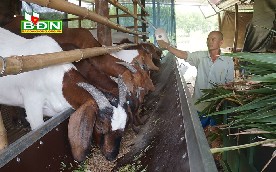 Đắk Nông: Trồng tiêu tiêu chết, trồng cỏ nuôi con tai dài chỉ uống thêm nước lã lại khá giả hẳn lên - Ảnh 1.