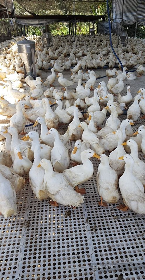 Giá gia cầm hôm nay 1/8: Giá gà thịt xuống thấp, khó bán, có nơi đốt bỏ hàng triệu con giống - Ảnh 3.