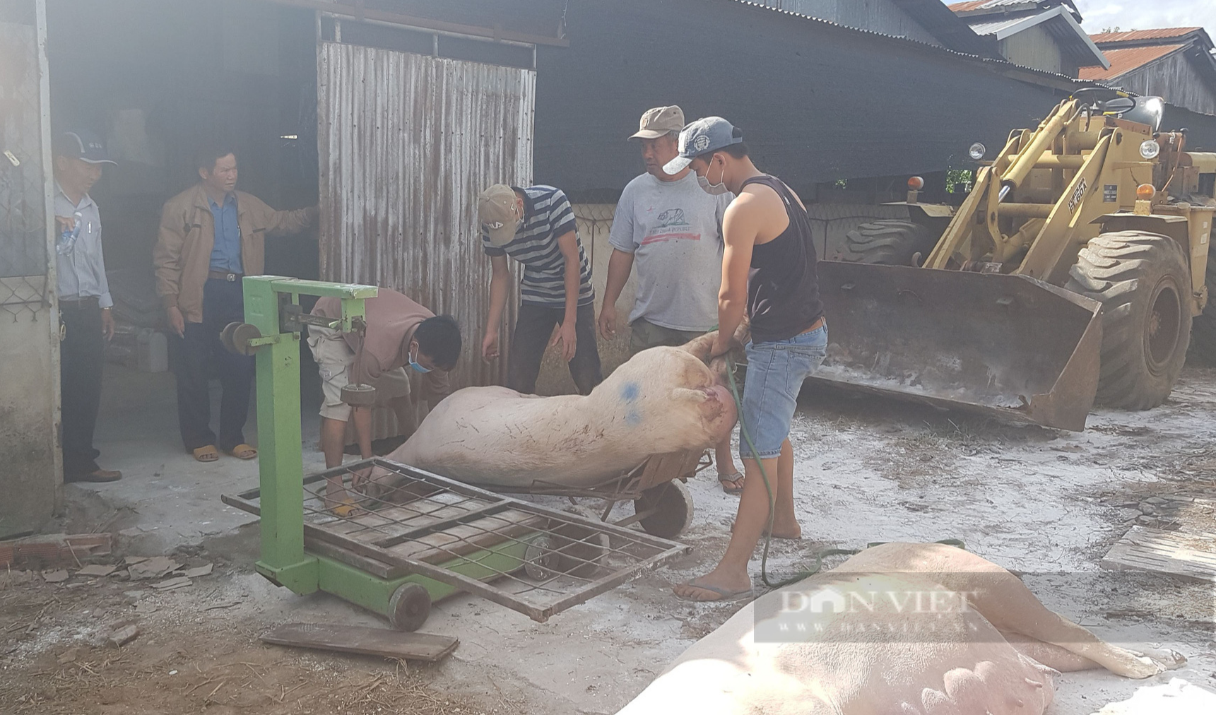 Lâm Đồng: Khoanh vùng, xử lý ổ dịch tả lợn Châu Phi tại huyện Di Linh - Ảnh 2.