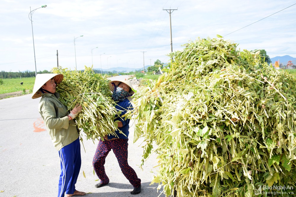 Nghệ An: Nông dân thu hàng chục triệu đồng/ha từ loại cây có hạt bé li ti nhưng rang lên thì thơm lừng - Ảnh 2.