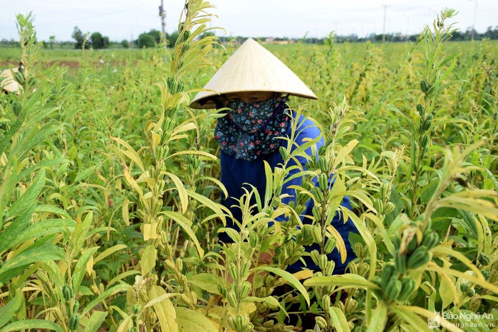 Nghệ An: Nông dân thu hàng chục triệu đồng/ha từ loại cây có hạt bé li ti nhưng rang lên thì thơm lừng - Ảnh 1.