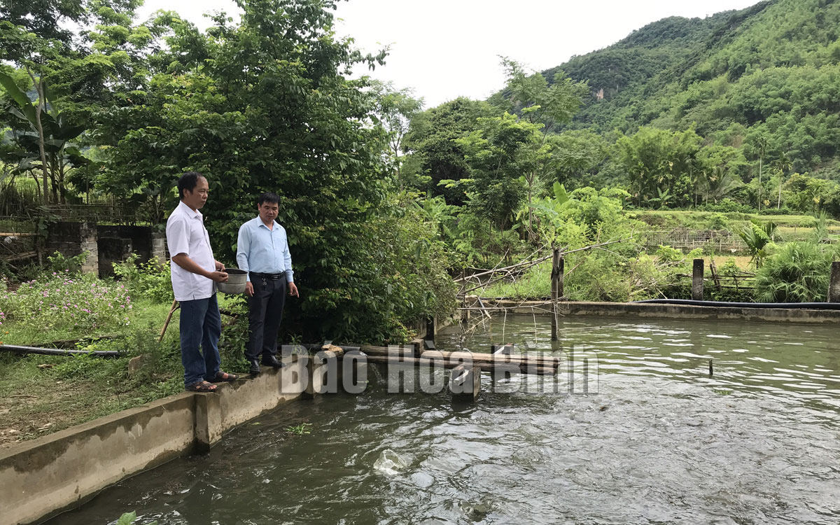 Hòa Bình: Nuôi loài cá nhiều nơi suýt tuyệt chủng, nhà giàu, khách sành ăn đang săn lùng