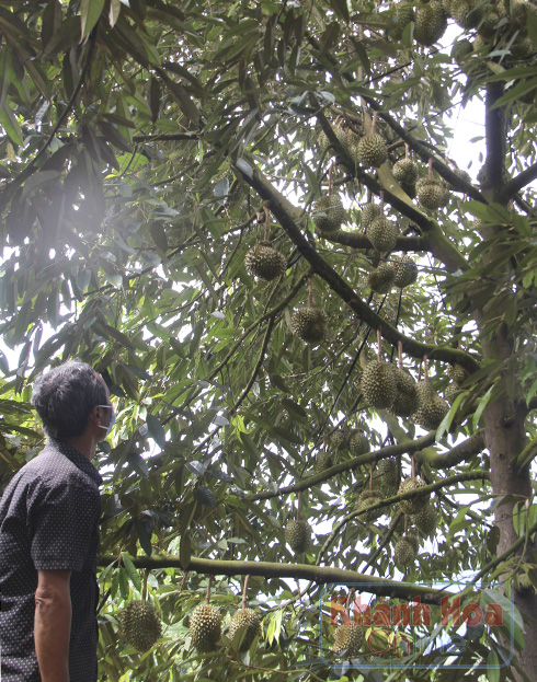 Covid-19 Khánh Hòa: Trái cây đặc sản Khánh Sơn trúng mùa chưa từng thấy, nhìn cây trĩu trái mà dân lo ngay ngáy - Ảnh 6.