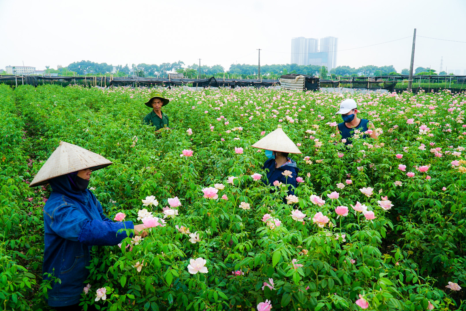 Nông dân Tây Tựu cắt hoa, bỏ ruộng vì dịch Covid-19  - Ảnh 2.