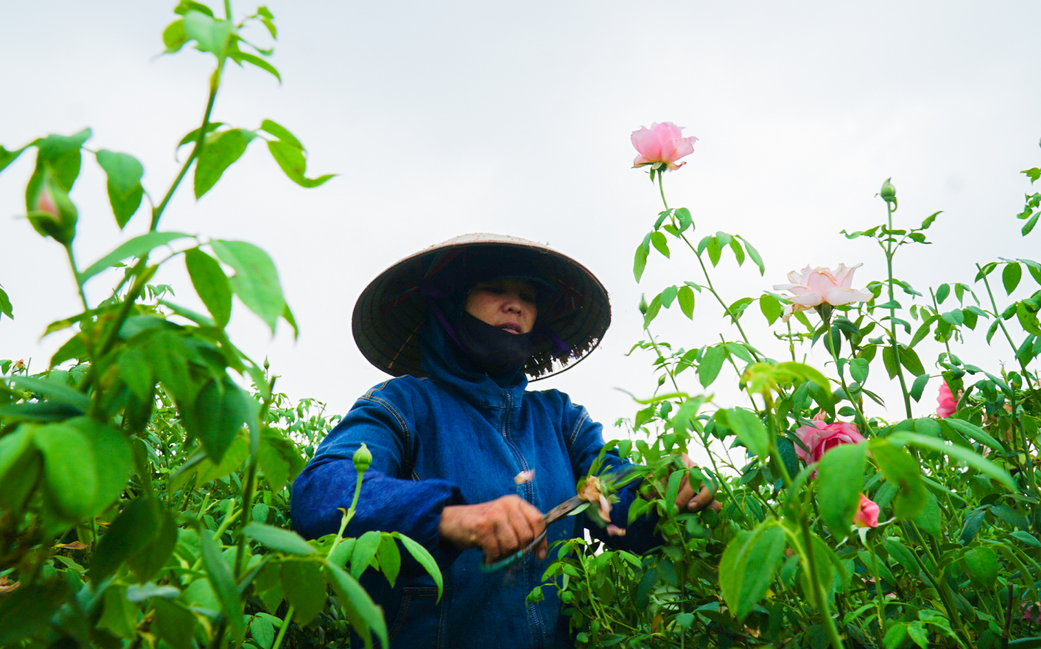 Nông dân Tây Tựu cắt hoa, bỏ ruộng vì dịch Covid-19  - Ảnh 3.