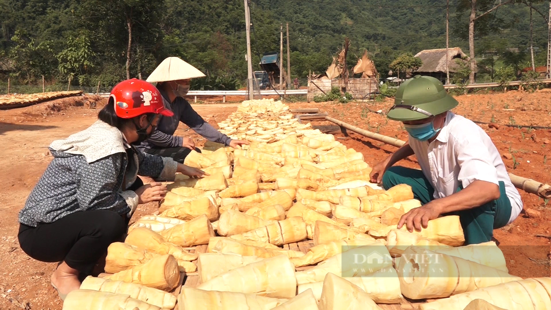 Yên Bái: Loài măng tên nghe lạ đạt chuẩn OCOP đem lại thu nhập khá cho người nông dân - Ảnh 4.