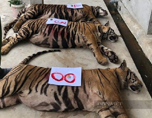 Bảo tàng Thiên nhiên Việt Nam xin tạm thời tiếp nhận 8 cá thể hổ chết ở Nghệ An - Ảnh 1.