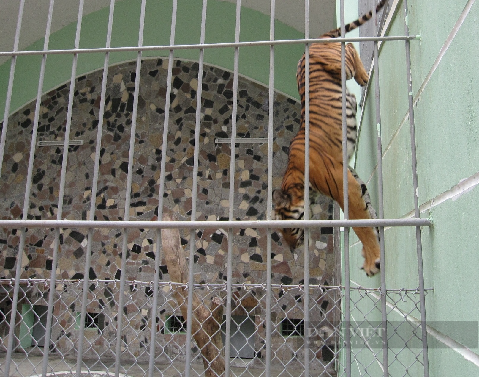 Bảo tàng Thiên nhiên Việt Nam xin tạm thời tiếp nhận 8 cá thể hổ chết ở Nghệ An - Ảnh 2.