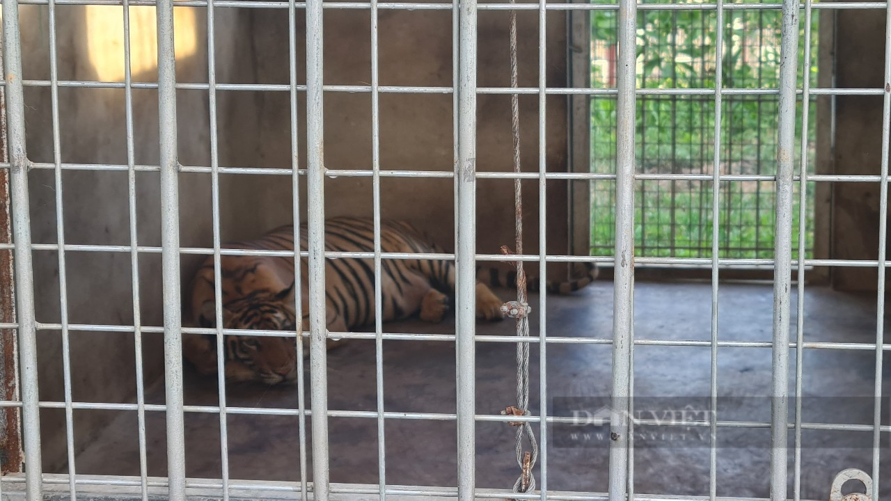 Vụ 17 con hổ nuôi nhốt trái phép ở Nghệ An: 9 con hổ từ &quot;ngục tối&quot; bước ra ánh sáng...    - Ảnh 2.