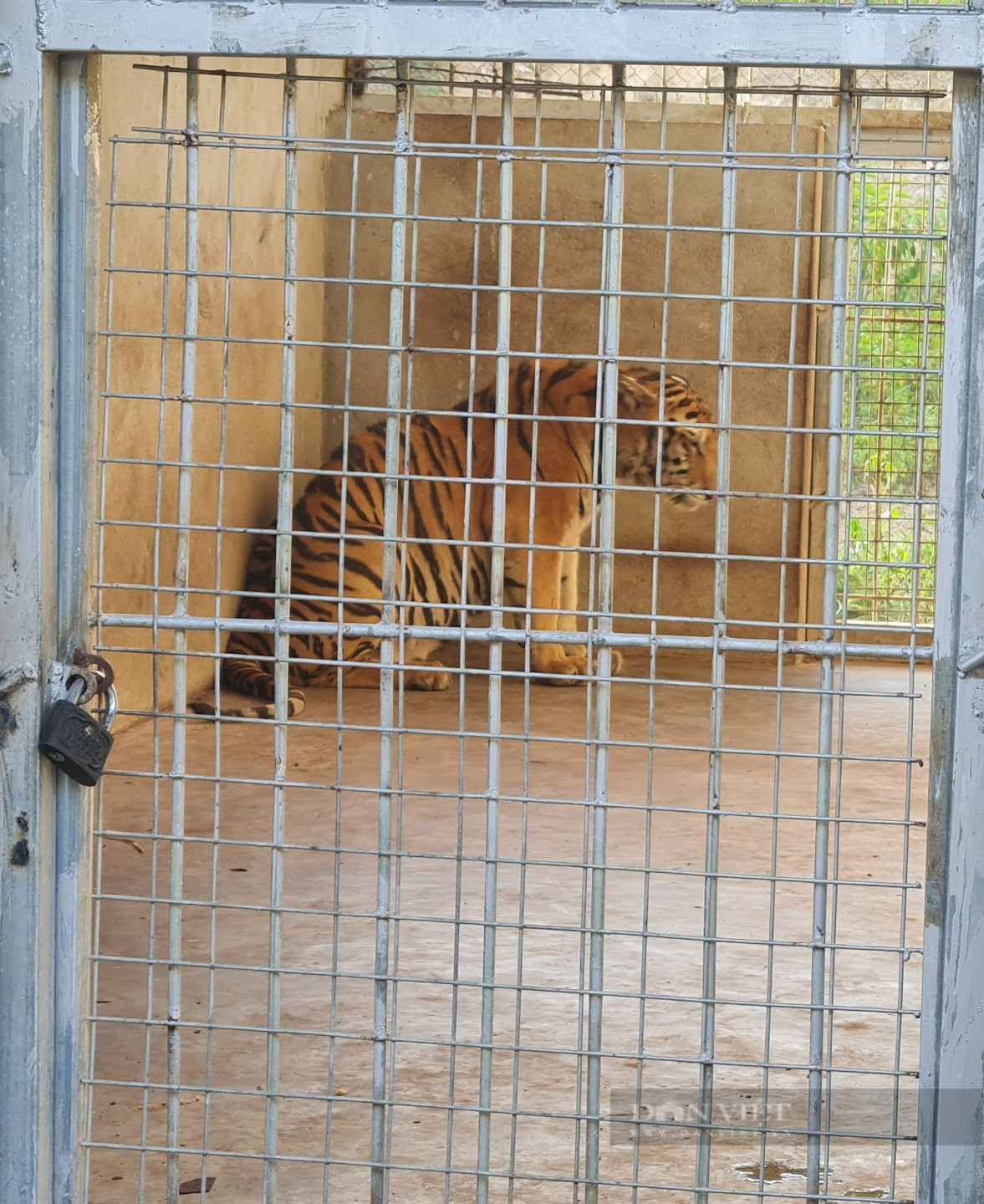 Vụ 17 con hổ nuôi nhốt trái phép ở Nghệ An: 9 con hổ từ &quot;ngục tối&quot; bước ra ánh sáng...    - Ảnh 4.