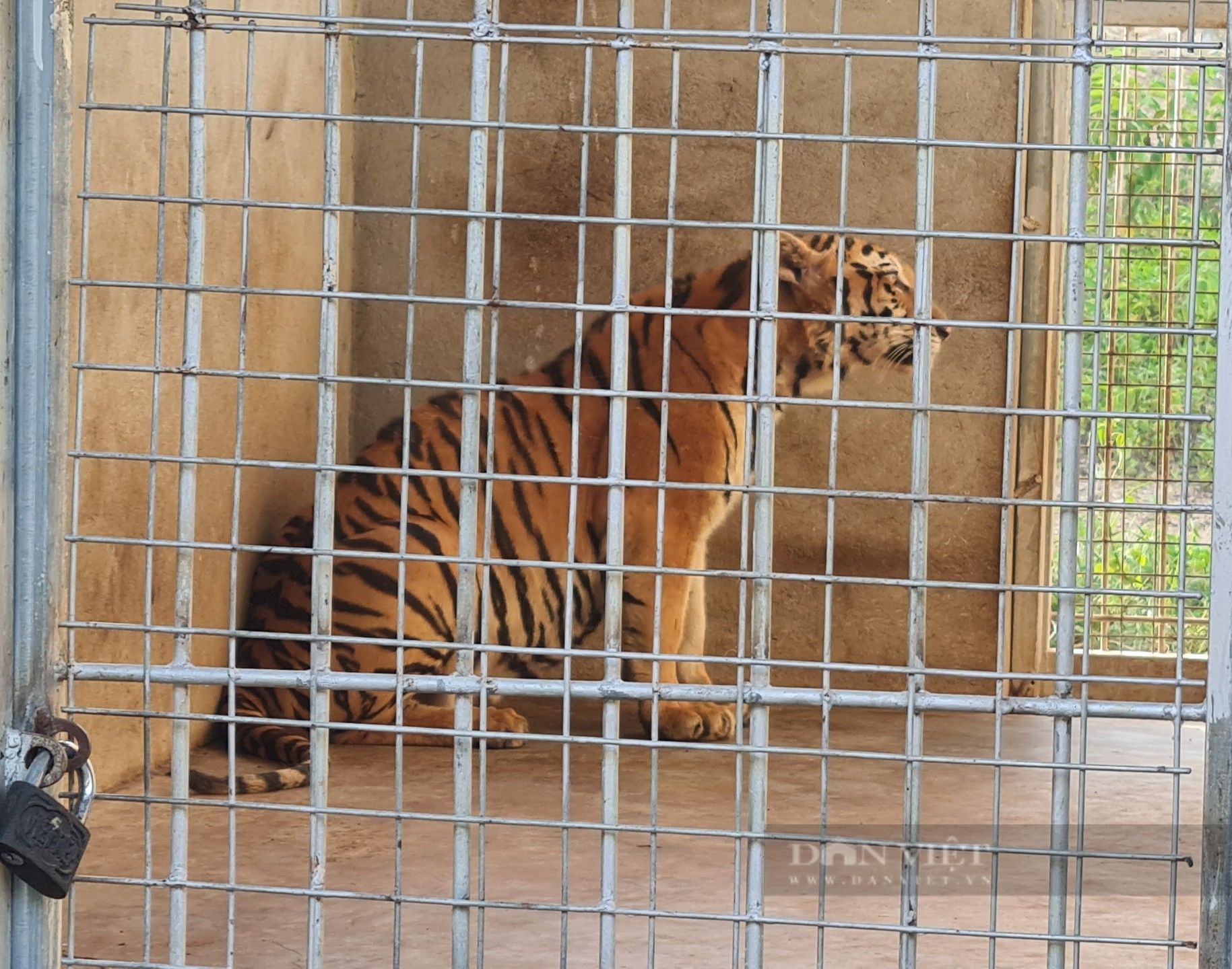Vụ 17 con hổ nuôi nhốt trái phép ở Nghệ An: 9 con hổ từ &quot;ngục tối&quot; bước ra ánh sáng...    - Ảnh 5.