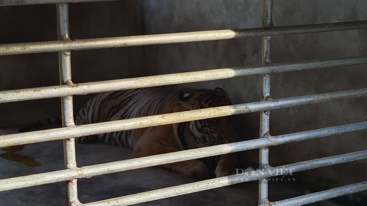 Vụ 17 con hổ nuôi nhốt trái phép ở Nghệ An: 9 con hổ từ &quot;ngục tối&quot; bước ra ánh sáng...    - Ảnh 6.