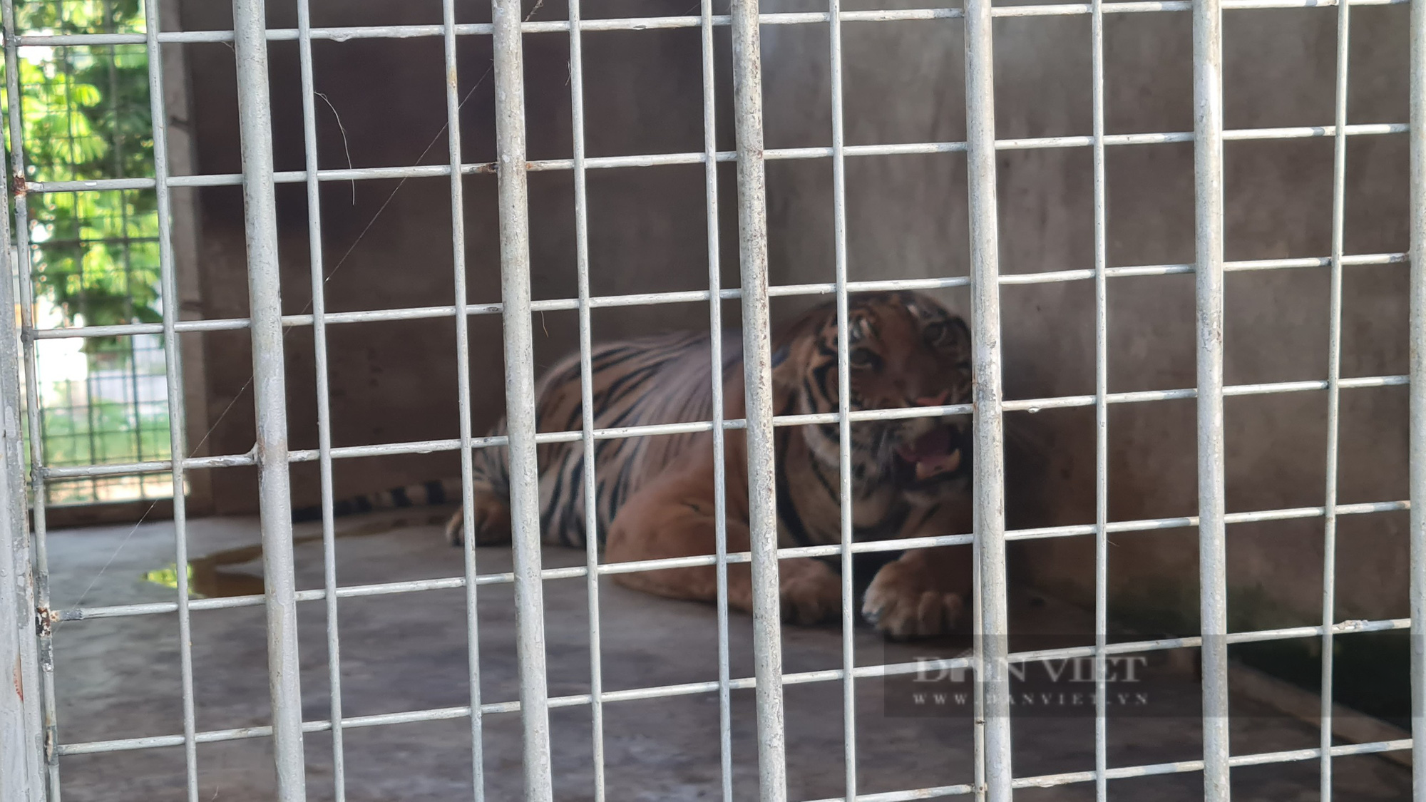 Vụ 17 con hổ nuôi nhốt trái phép ở Nghệ An: 9 con hổ từ &quot;ngục tối&quot; bước ra ánh sáng...    - Ảnh 7.