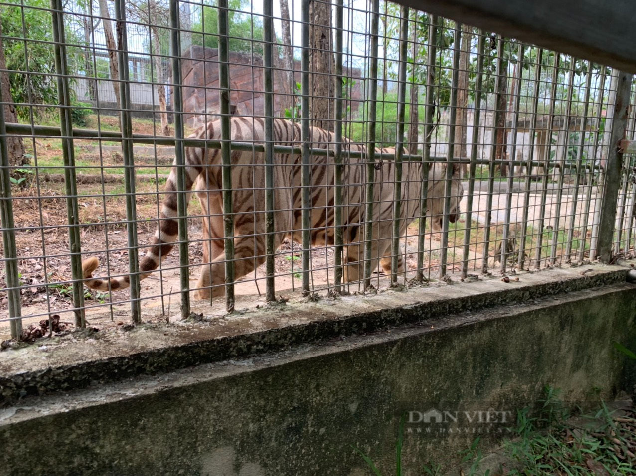 Vụ 17 con hổ nuôi nhốt trái phép ở Nghệ An: 9 con hổ từ &quot;ngục tối&quot; bước ra ánh sáng...    - Ảnh 10.