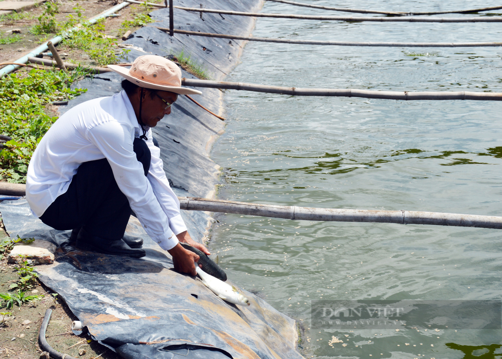 Cá đặc sản khó tiêu thụ trong mùa dịch, nông dân xuất sắc ở Bạc Liêu nêu giải pháp - Ảnh 6.