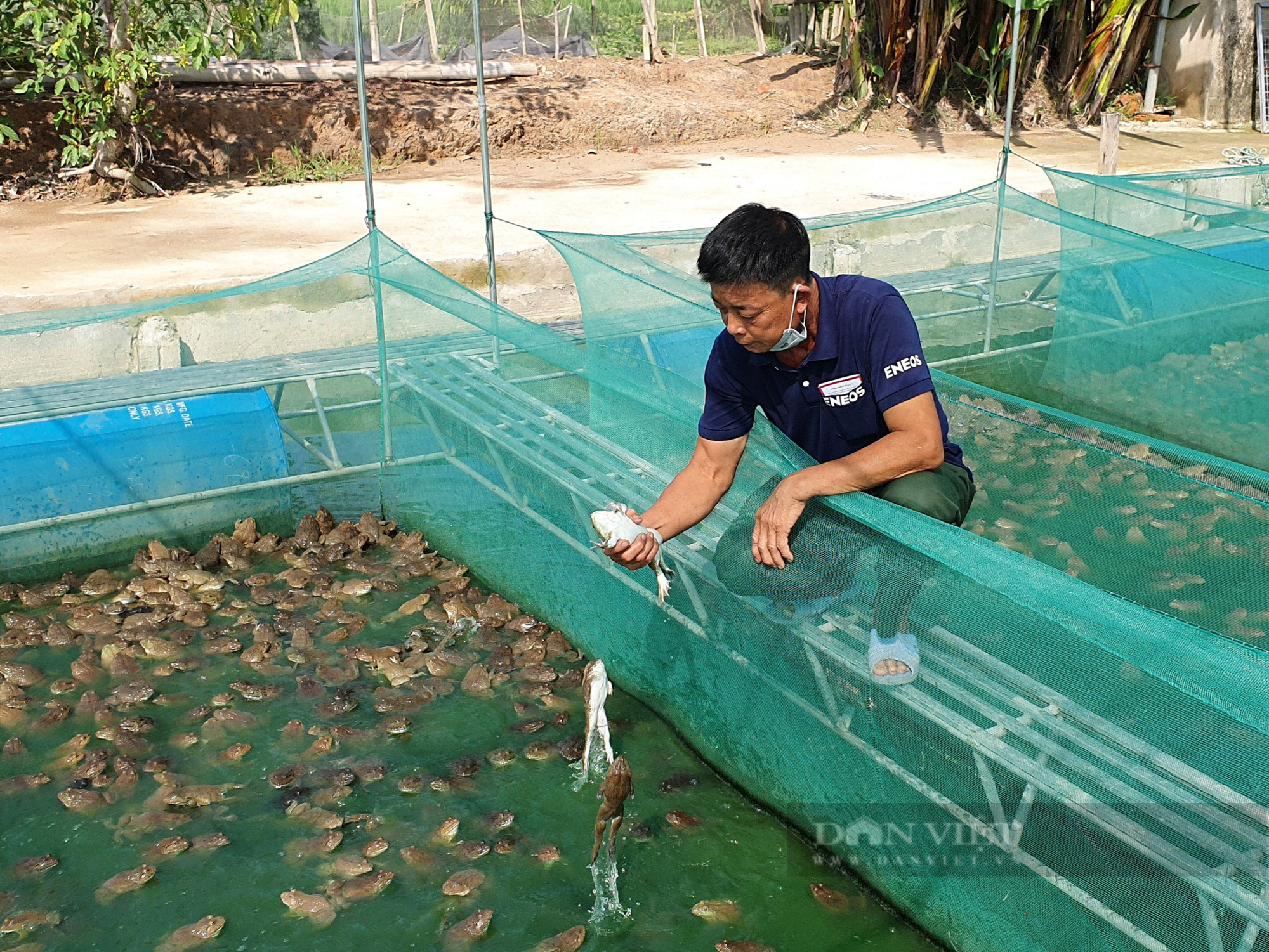 Mô hình nuôi ếch bán hoang dã trong vườn dừa