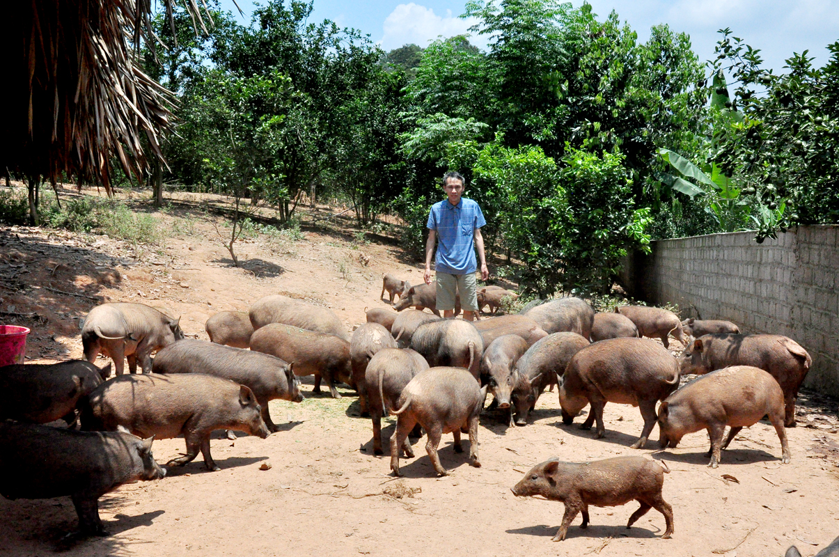 Agri  Vina làm trang trại lợn 266 tỷ ở Thanh Hóa