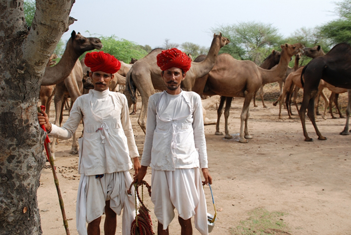 Văn hóa lạc đà đầy cuốn hút của người du mục Raika trên sa mạc Thar - Ảnh 3.