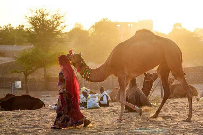 Văn hóa lạc đà đầy cuốn hút của người du mục Raika trên sa mạc Thar - Ảnh 4.