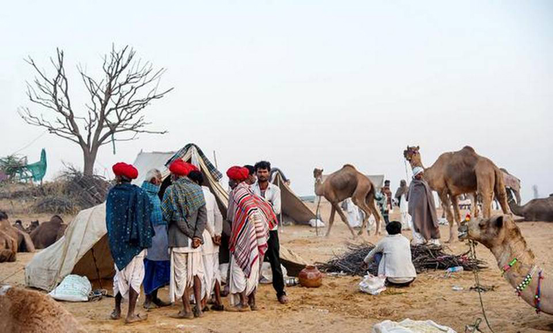 Văn hóa lạc đà đầy cuốn hút của người du mục Raika trên sa mạc Thar - Ảnh 7.