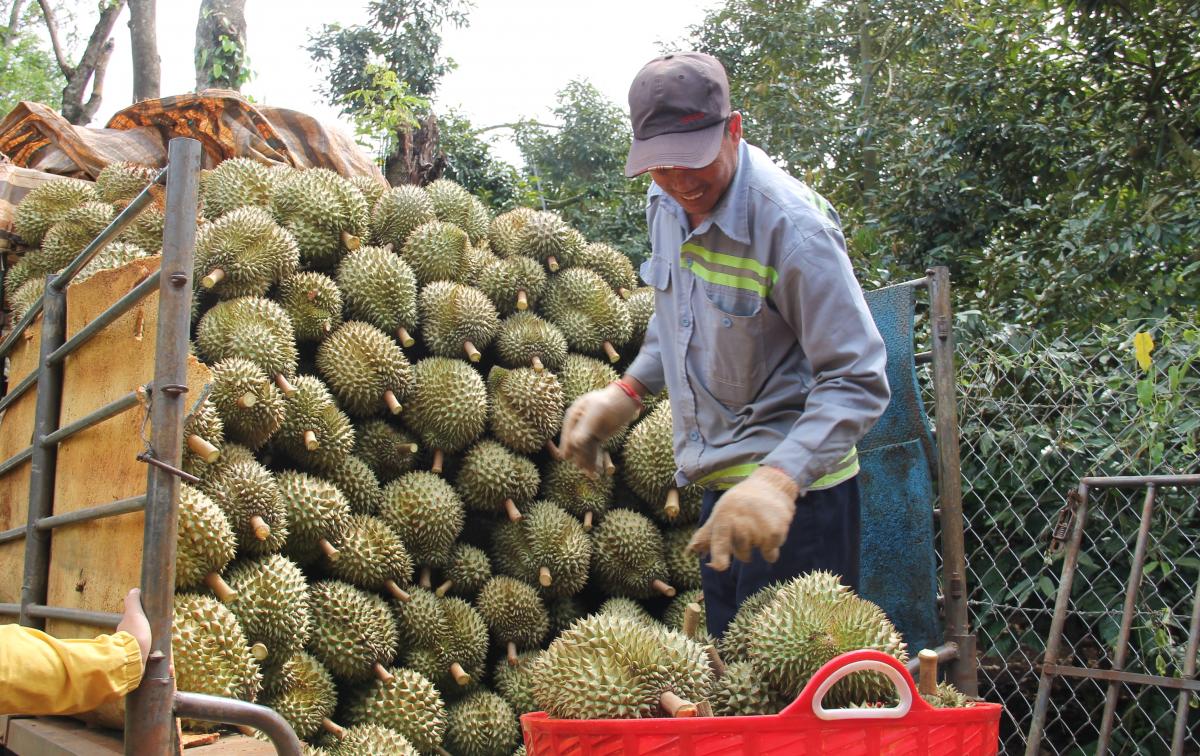 Thông tin sầu riêng Tây Nguyên rớt giá thê thảm là không chính xác - Ảnh 1.