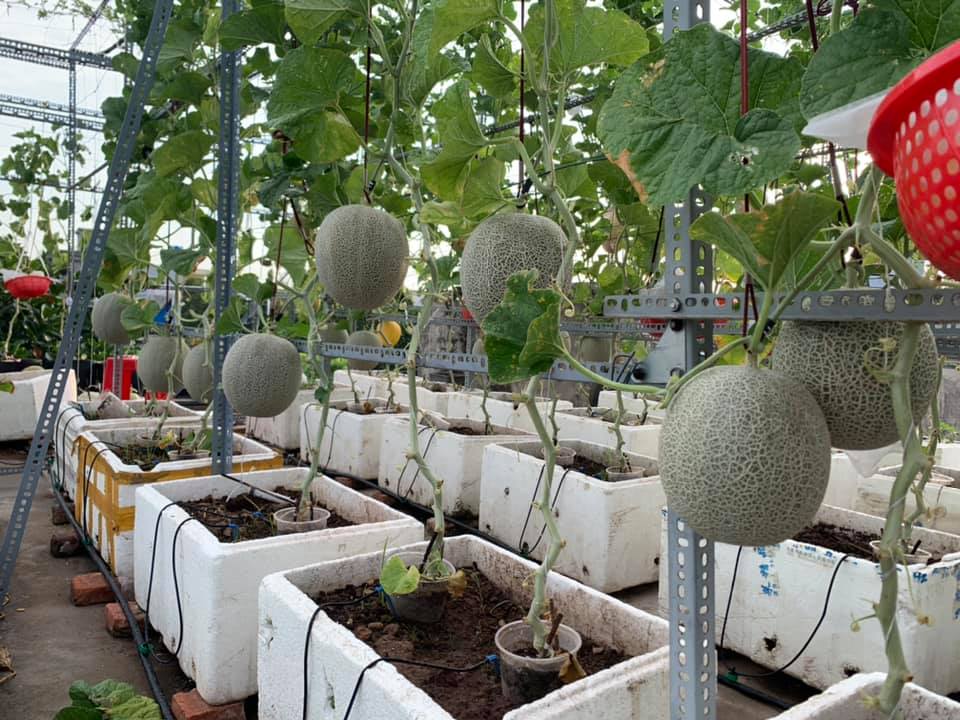 Hướng dẫn trồng dưa lưới trên sân thượng để bổ sung rau quả trong bữa ăn gia đình