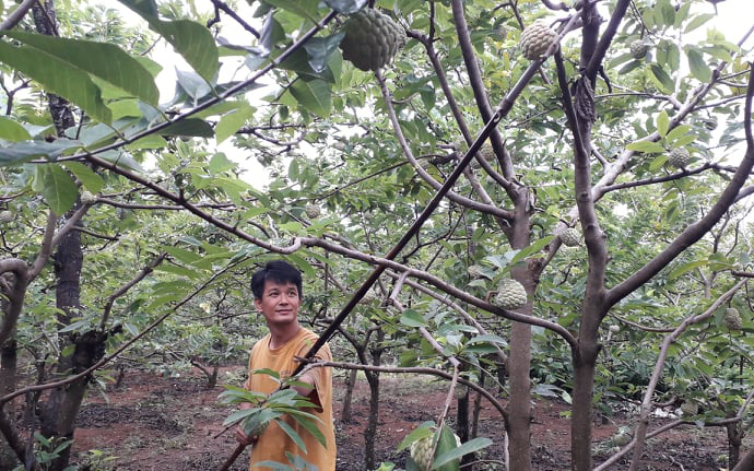 Tái cơ cấu nông nghiệp, tỉnh Thái Nguyên thu &quot;quả ngọt&quot; trong nông thôn mới