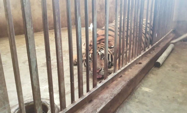 Vụ việc 8/17 con hổ nuôi nhốt trái phép ở Nghệ An: Nên nhồi tiêu bản 8 con hổ đã chết   - Ảnh 1.