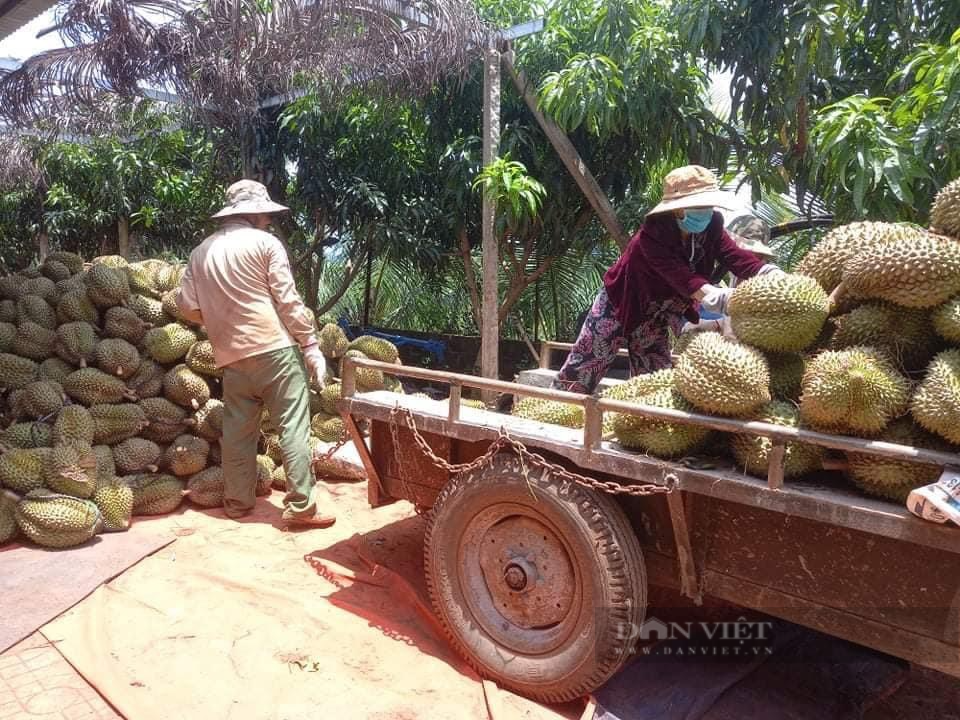 Đắk Lắk: Nỗ lực tìm hướng tiêu thụ, không để sầu riêng hóa sầu chung - Ảnh 2.