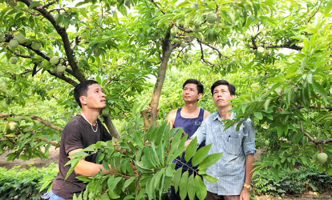 Tuyên Quang: Hội Nông dân kết nối tiêu thụ đặc sản na Yên Sơn - Ảnh 2.