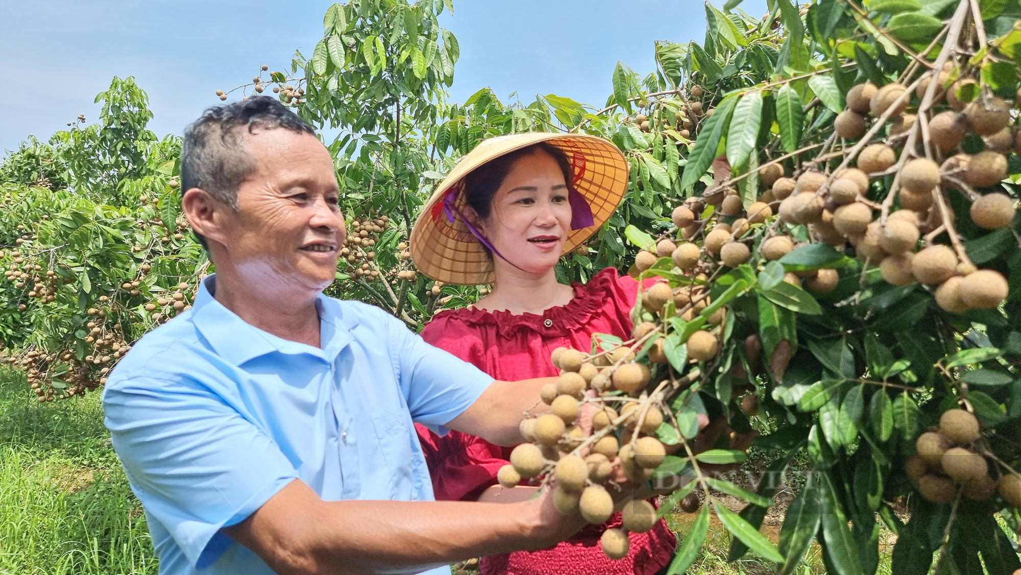 Lão nông U60 chinh phục bãi bồi kém hiệu quả thành trang trại bạc tỷ - Ảnh 6.