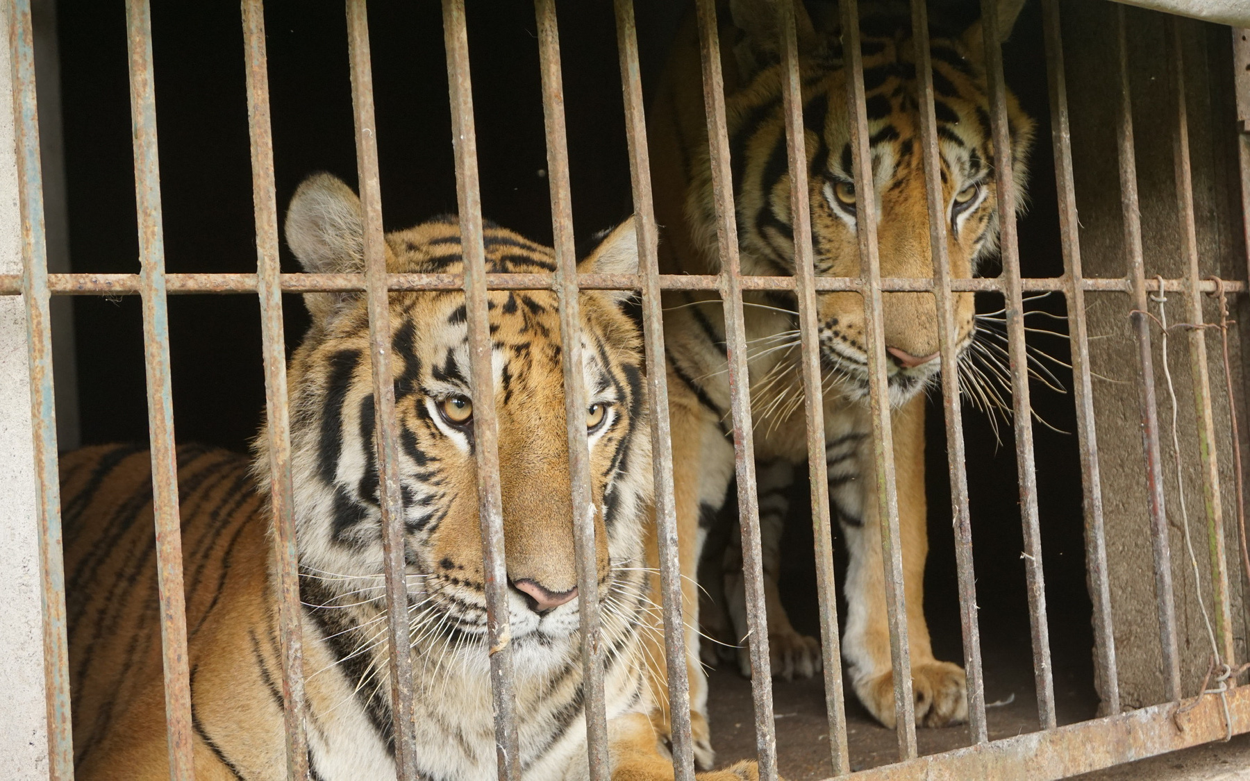 Vụ “thu giữ” hổ ở Nghệ An: Cần nhìn toàn bộ vấn đề, không chỉ dừng lại ở câu chuyện hổ chết