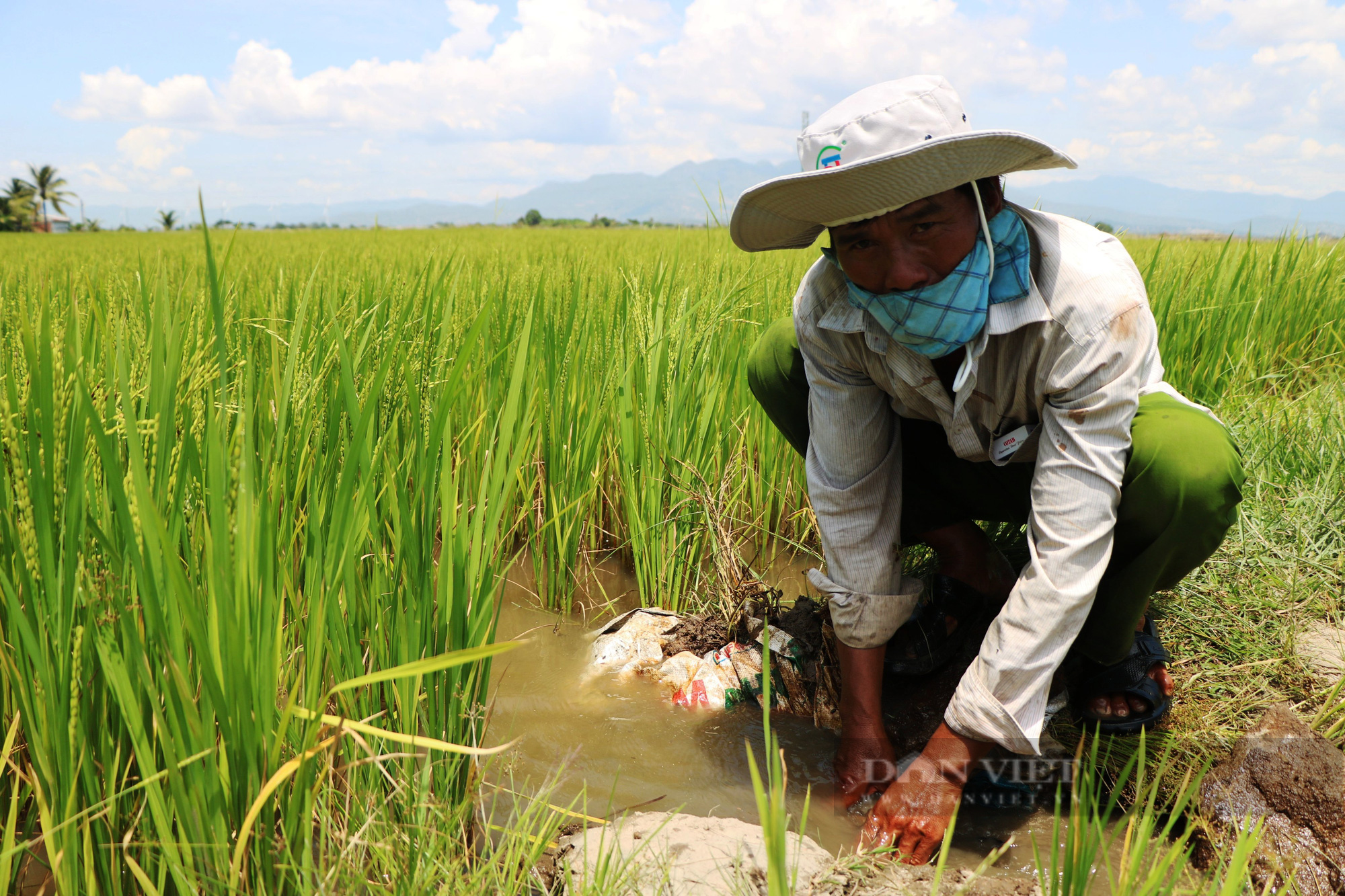 Ninh Thuận: Đồng lúa đơm bông nhờ tay &quot;nông dân thứ thiệt&quot; - Ảnh 3.