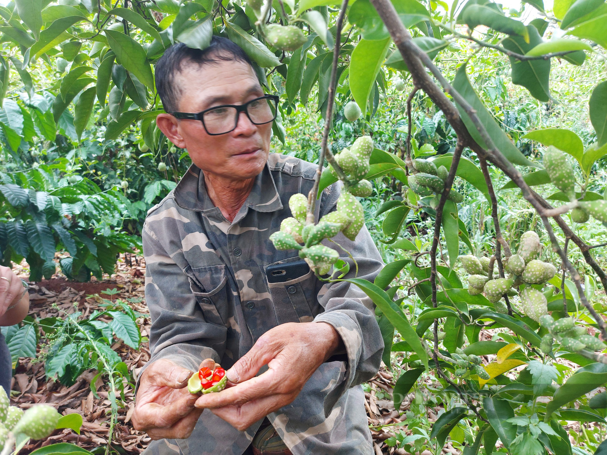 Gia Lai: Người dân đặt kỳ vọng vào loại hạt có giá lên đến 1,5 triệu đồng/kg - Ảnh 1.