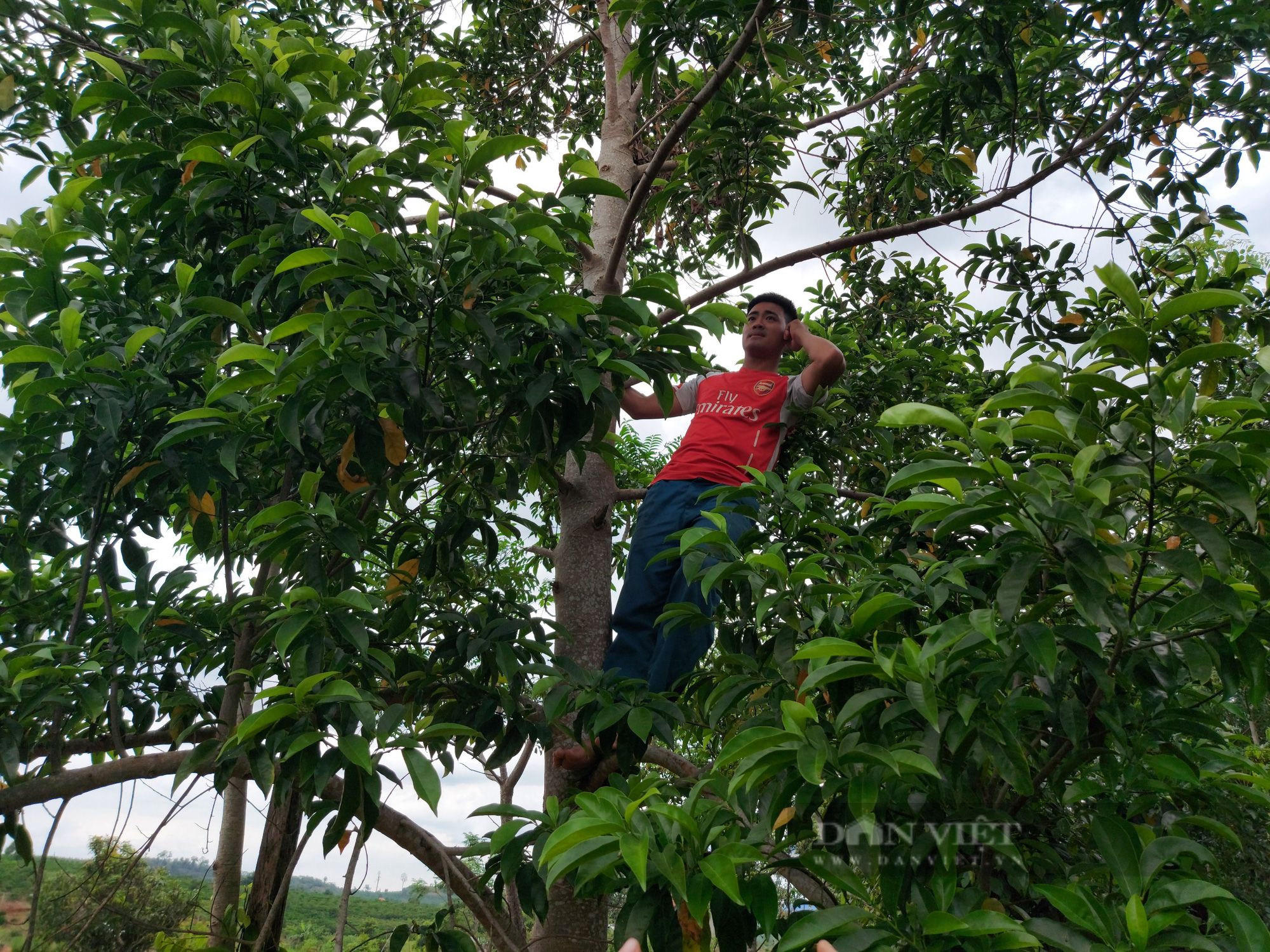 Gia Lai: Người dân đặt kỳ vọng vào loại hạt có giá lên đến 1,5 triệu đồng/kg - Ảnh 5.