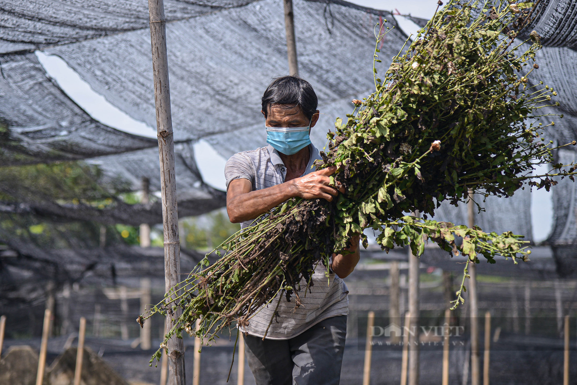 Làng hoa Tây Tựu khốn khó vì dịch Covid-19: Cắt bỏ hoa, bỏ ruộng - Ảnh 5.