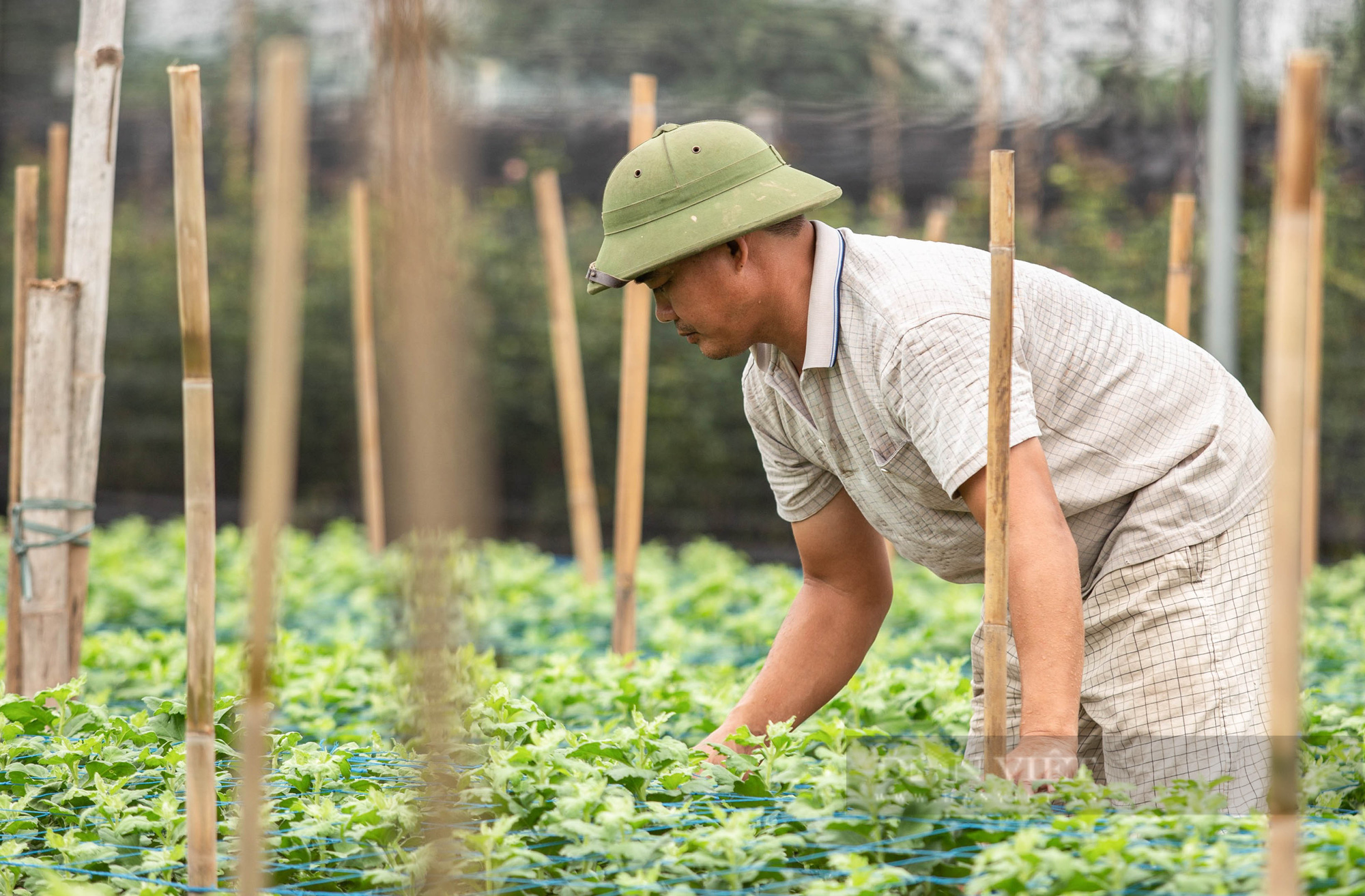 Làng hoa Tây Tựu khốn khó vì dịch Covid-19: Cắt bỏ hoa, bỏ ruộng - Ảnh 10.