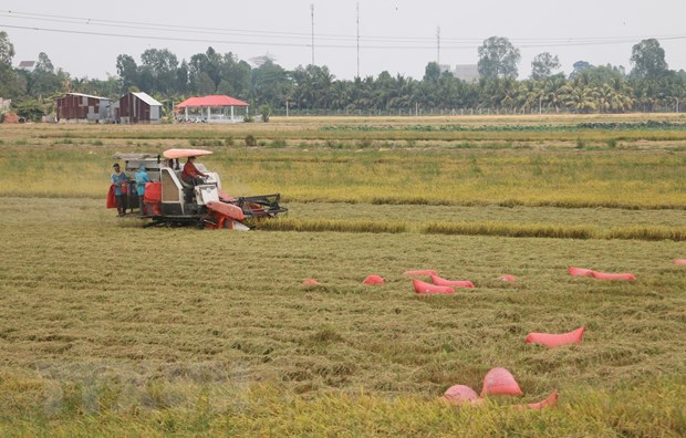 Đề xuất Chính phủ yêu cầu ngân hàng cho doanh nghiệp vay vốn thu mua lúa gạo - Ảnh 1.