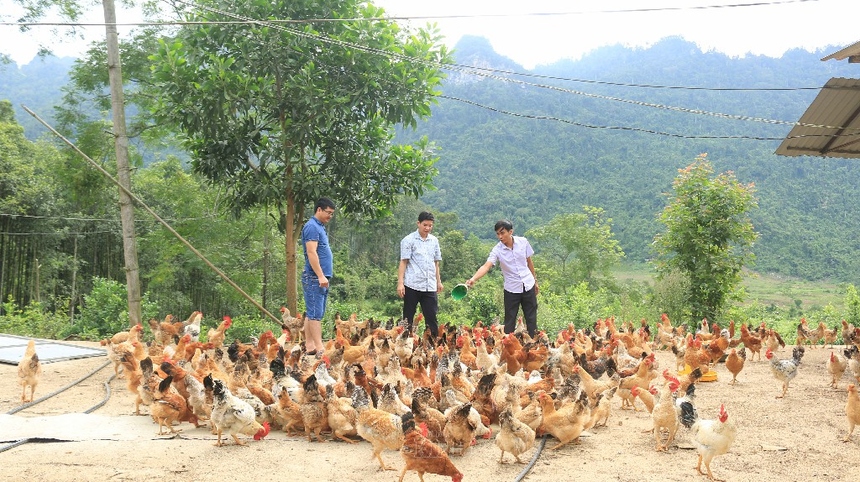 Thả bạt ngàn gà trên đồi, anh nông dân người Nùng có tiền tỷ thu về - Ảnh 1.