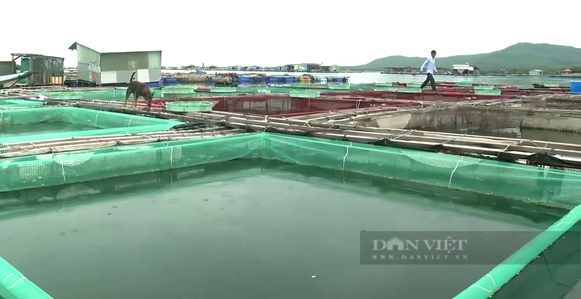 Bà Rịa-Vũng Tàu: Làng nuôi cá lồng bè “ôm” 400 tấn cá đặc sản vì thiếu mỗi giấy này - Ảnh 1.